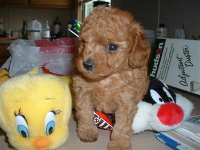 AKC Toy Poodle Pups- Apricot