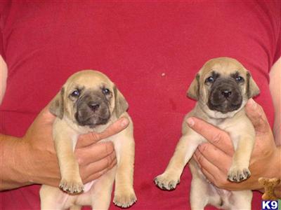 black mouth cur puppies 