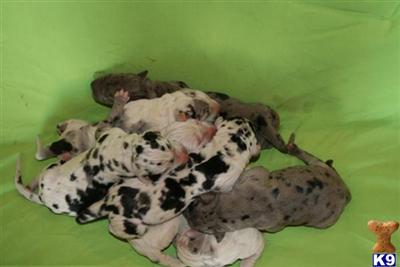 AKC Great Dane Puppies