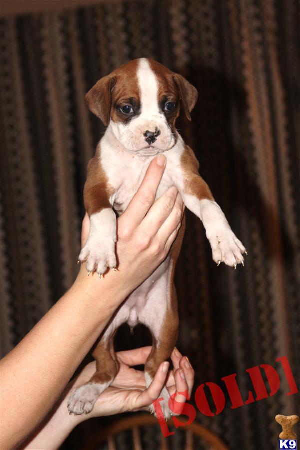 yorkie anxiety medication yorkie poo in louisville kentucky breeds picture yorkie anxiety medication yorkie poo in louisville kentucky breeds picture