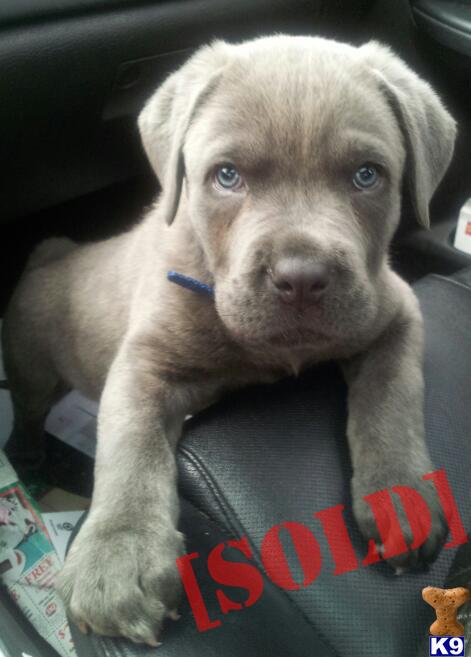 corso puppies for sale in ky document moved corso puppies for sale in ky document moved