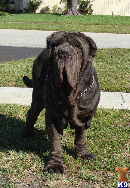 Neaplitan Mastiff Puppies - Neapolitan Mastiff Puppies for Sale