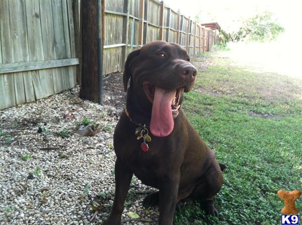 Duke Baloo