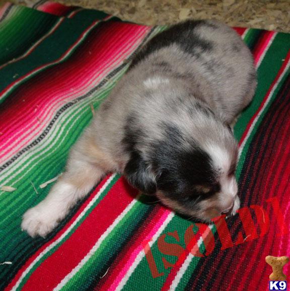 ASCA Blue Merle Female