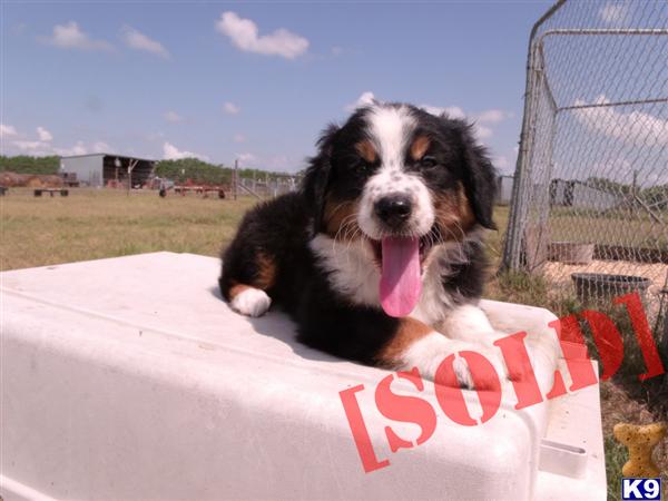AKC/ASCA Black Tri Female
