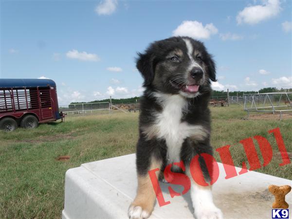 AKC/ASCA Black Tri Female 