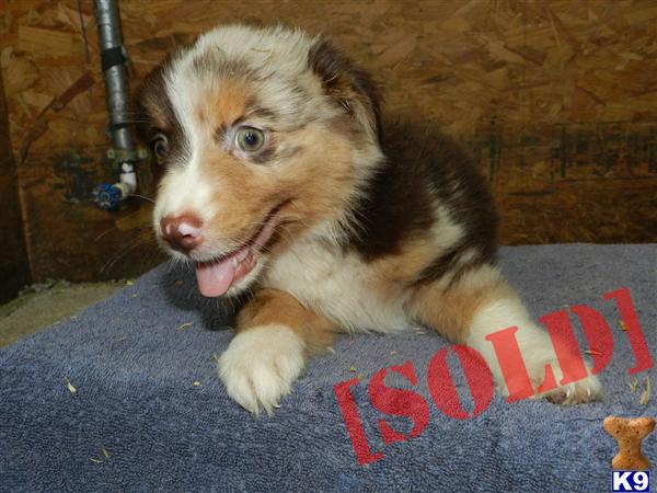 ASCA Red Merle Female