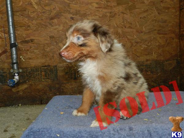 ASCA Red Merle Female