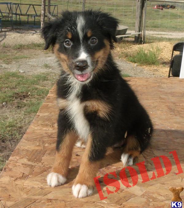 ASCA Black Tri Female