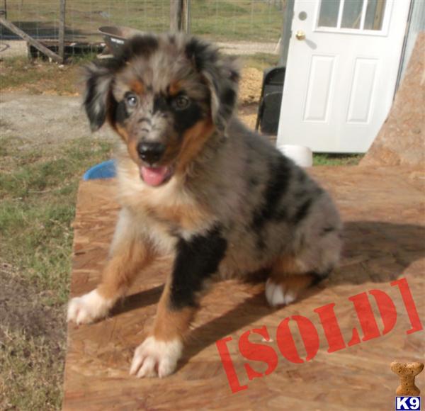 ASCA Blue Merle Male