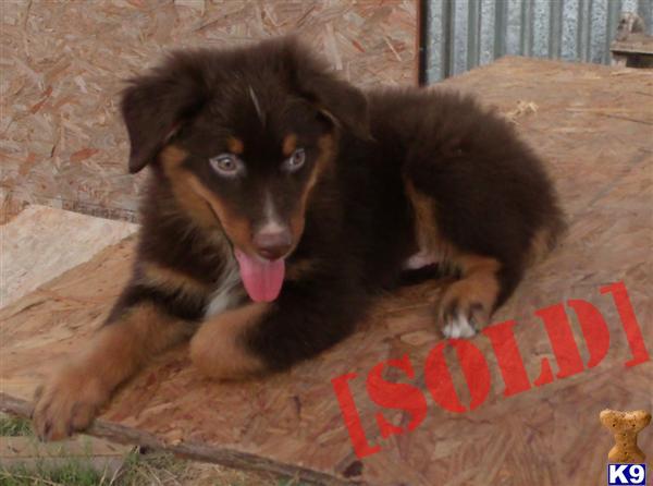 ASCA Red Tri Male