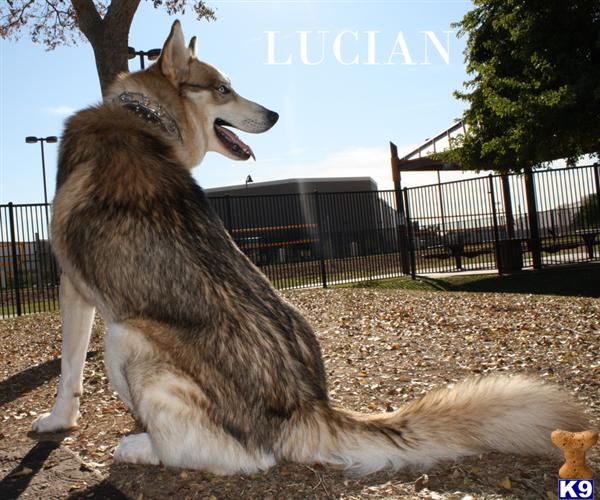 CKC REG WOLFDOGS.  EXCEPTIONALLY BEAUTIFUL WITH WINNING PERSONALITIES...EXOTIC AND REAL HEAD TURNERS