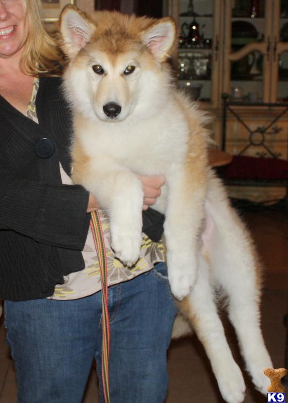 CKC REG WOLFDOGS.  GREAT TEMPERMENTS WITH OUTSTANDING MAJESTIC BEAUTY