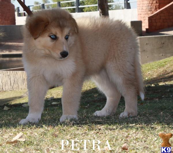 Wolfdog puppies arctic/timber CKC registered wolfdogs with established lines, Exotic with striking beauty