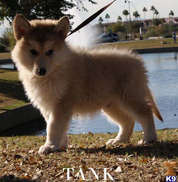 CKC REG WOLFDOGS.  SWEET AND HIGHLY SOCIALIZED WITH EXEPTIONAL MAJESTIC BEAUTY...EXOTIC AND BREATH TAKING