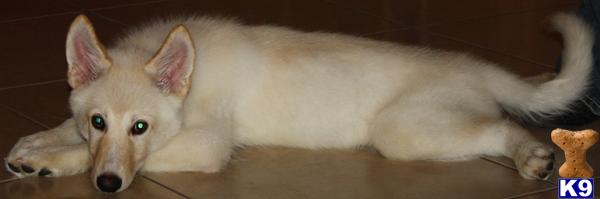 CKC REG WOLFDOGS.  GREAT TEMPERMENTS WITH OUTSTANDING MAJESTIC BEAUTY