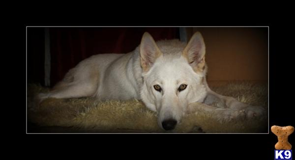Wolf dogs puppies, CKC registered hybrids, goregous and great temperments, WE ARE TAKING DEPOSITS FOR FEB 2013 LITTER