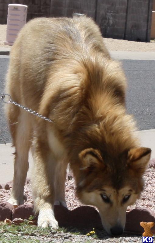 Wolf dogs puppies, CKC registered hybrids, goregous and great temperment.  THE PUPS ARE HERE