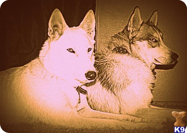 Wolf dogs puppies, CKC registered hybrids, goregous and great temperments, WE ARE TAKING DEPOSITS FOR THE FEB 2013 LITTER