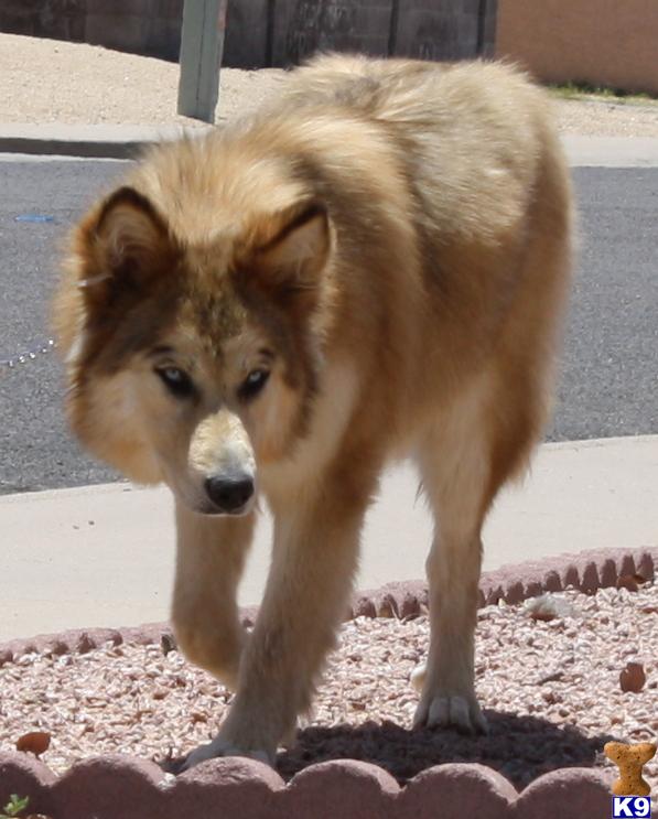 Wolf dogs puppies, CKC registered hybrids, EXOTIC AND LOVELY...SWEET DISPOSTIONS WITH WINNING PERSONALITIES