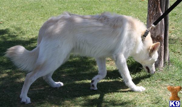 Wolfdog puppies arctic/timber CKC registered wolfdogs with established lines, FEB 2013 LITTER IS DUE SO WE ARE TAKING DEPOSITS
