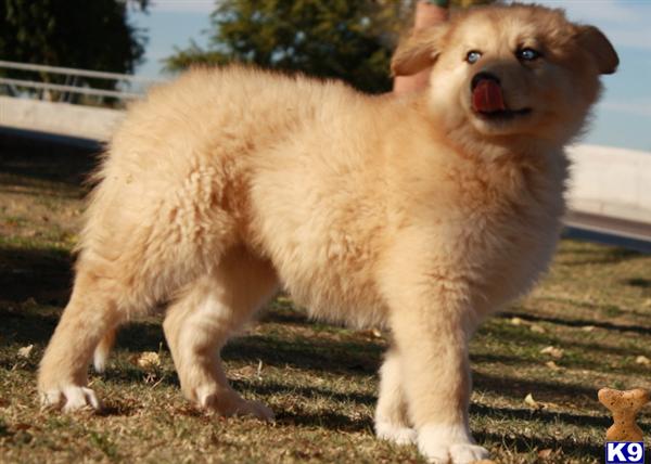 Wolf dogs puppies, CKC registered hybrids, goregous and great temperments, FEB 2013 LITTER IS DUE, WE ARE TAKING DEPOSITS