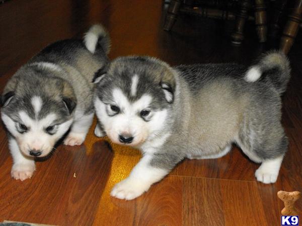 Browns Big Babies-