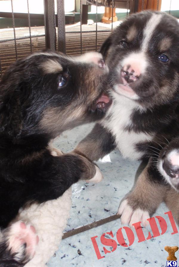 Alaskan Mountain pups