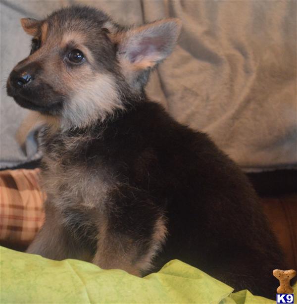 Black  Silver puppies available
