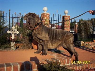 AWESOME NEAPOLITAN MASTIFFS