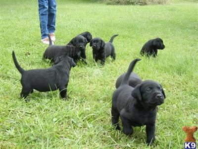 AKC labrador retreiver puppies for sale