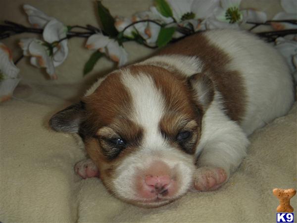 Beautiful Male Puppies