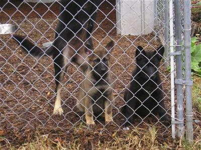von Morrhaus German Shepherds