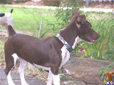 Rookie Type B Liver/White
