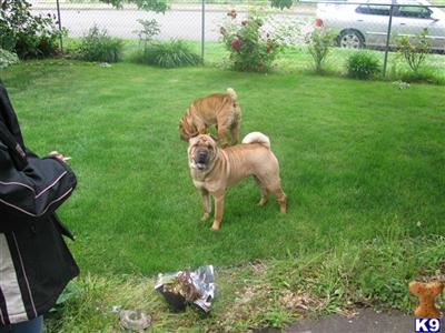 AKC Chinese Shar Peis