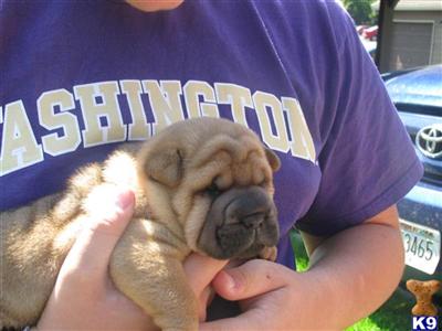 AKC Male Chinese Shar Pei