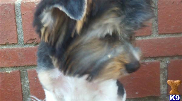Elvis