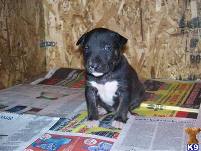 Registered Bull Terrier pups