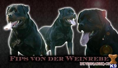 DT.VDH-CH ADRK-CH Fips von der Weinrebe