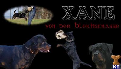 ADRK German Rottweiler Puppies