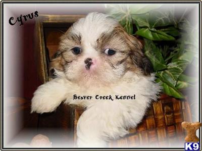Cyrus/Sweet AKC Male Shih Tzu
