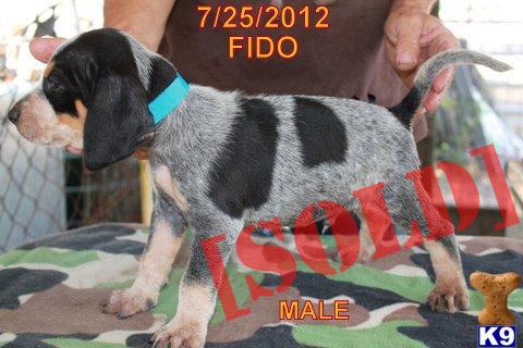 Champion Pedigree AKC/UKC Fido - Male