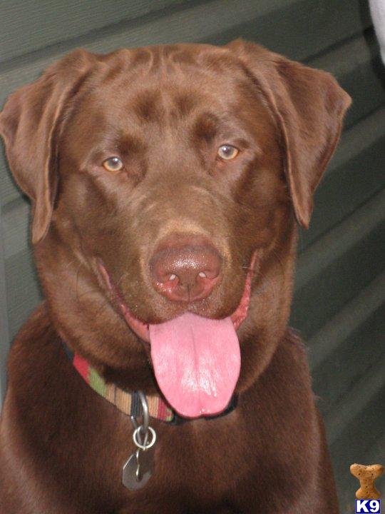 Chocolate Labrador Freo for Stud