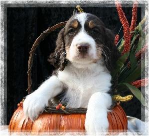 AKC ESS ADORABLE Liver Tri-color puppies