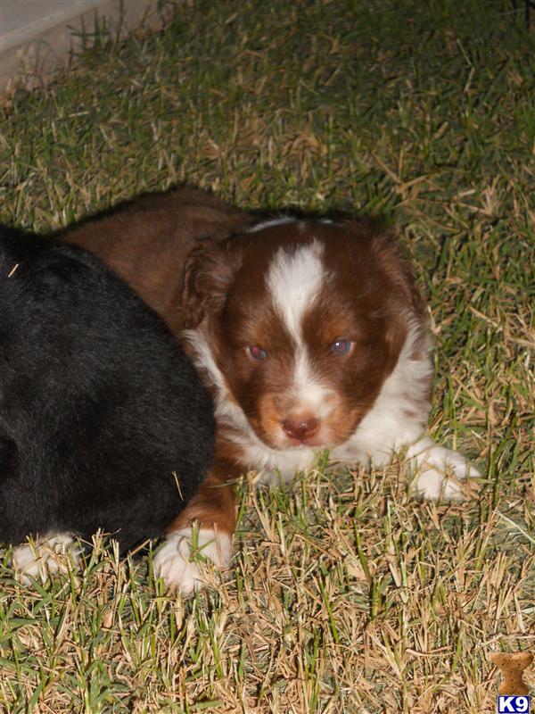 Australian Mini Shepherd