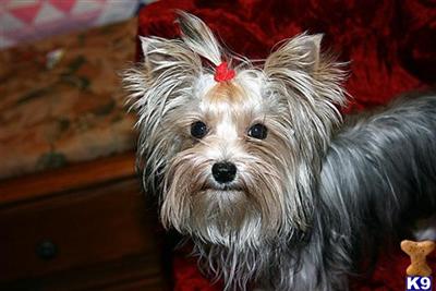 Biewer 3 female puppy