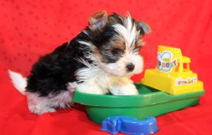 Biewer male puppy--gorgeous