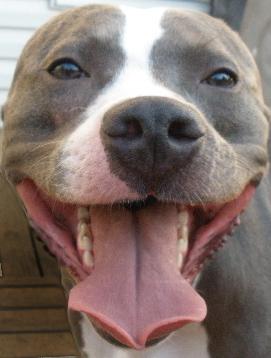 Blue PR UKC CGC American Pit Bull Terrier
