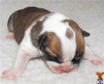 Champion English Bulldog Puppies
