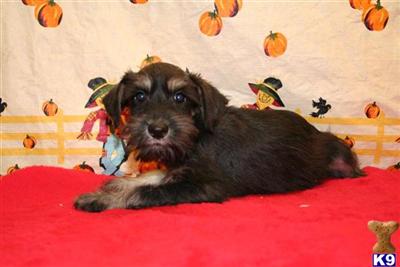 SCHNOODLE   